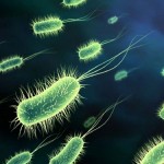 Бактерия против кариеса